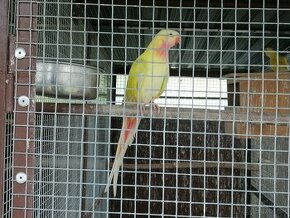 Papagáj alexandrin lutino - pastel