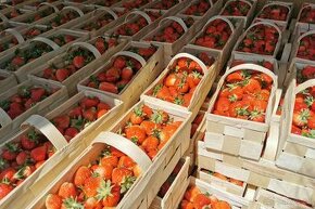 Predaj jahod po 3€/kg z dovozom v cenie za darmo