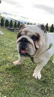 Anglicky buldog