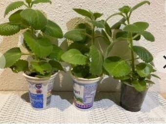 Nadchovnik, Rymovnik - Mexicky eukalyptus