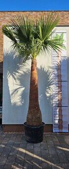 Palma 3 Washingtonia Robusta