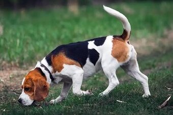 BIGL- BEAGLE - KUPIM.