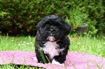 LhasaApso