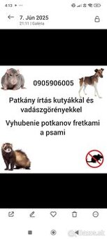 Deratizácia