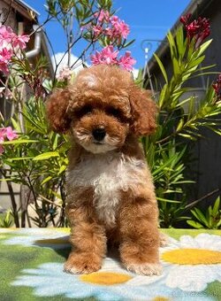 Maltipoo kiskutyák