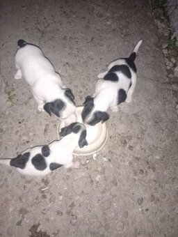 Jack Russell