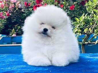 Pomeranian s PP