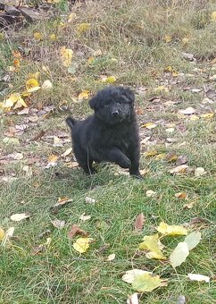 Šteniatka čistokrvné MUDI