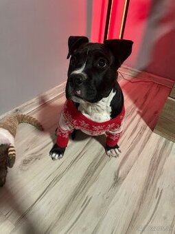 Predám fenku American bully x Stafford