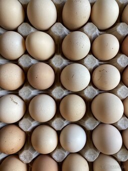 Predam domace vajicka- momentalne nemame