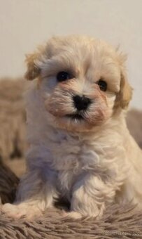 Maltipoo