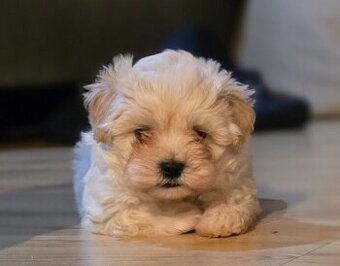 Maltipoo