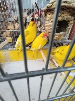 Kakarik červenočely žltý