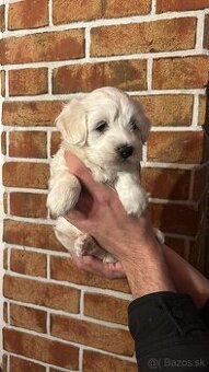 Šteniatko maltezáka