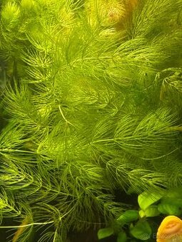 🪴 Predám akvarijné rastliny 🪴