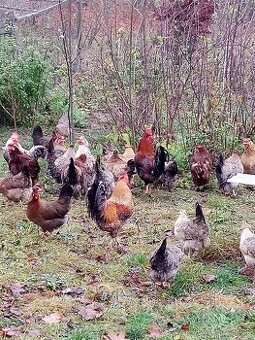 Nv zelené green shell