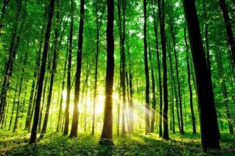 Predám lesné pozemky