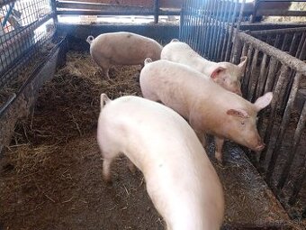 Jatočné ošípané