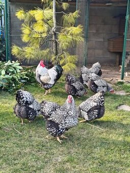 Predám násadove vajcia Wyandotky striebornej