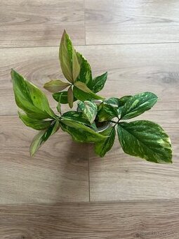 Syngonium red spot tricolor