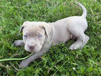 Bandog