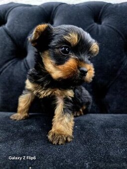Yorkshirsky terrier