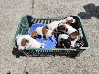 Jack Russel