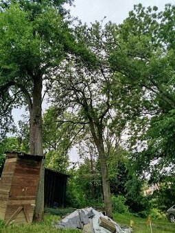 Hruškove drevo Darujem za spilenie a odvoz