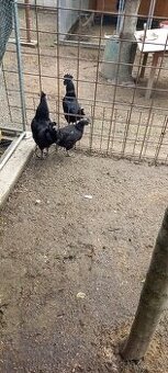 Ayam cemani