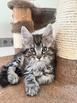 Maine coon / mainska myvalia s PP