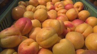 Predám Marhule na kvas cena 0,86 eur kg cukornatosť 23 brix