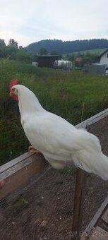 Predám kohúty leghorn