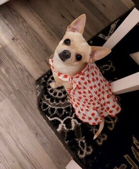 Hľadá sa fešáčik pre čivavku 🐶❤️