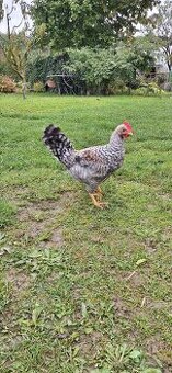 Predám kohutika Cream Legbar