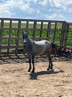 Pony hřebeček