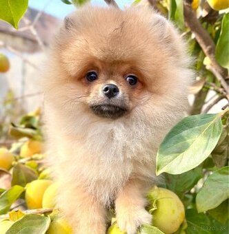 Pomeranian s PP