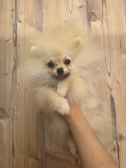 Pomeranian s PP FCI – kluci hledají nové domovy