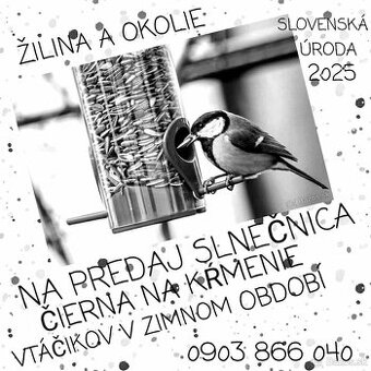 Slnečnica čierna Žilina