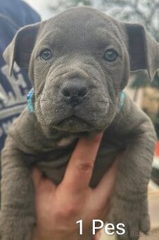 American bully pocket BLUE