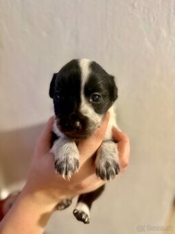 Border kólia šteniatko