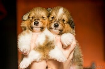 Kólia dlhosrstá - šteniatka s PP, rodokmeňom - 1