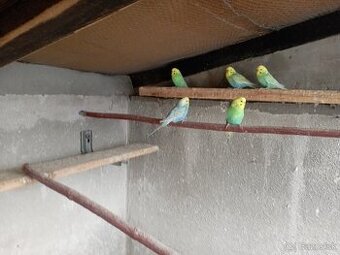 Predám andulky. - 1