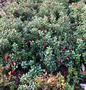 sadenice brusnice VACCINIUM VITIS-IDAEA ´KORALLE´ BRUSNICA