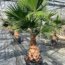 Palmy- Washingtonia robusta semená 10 ks