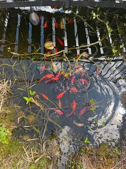 Koi kapre
