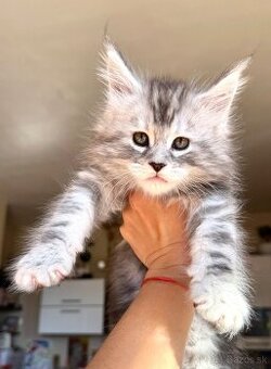 ❣️Mainská Mývalia ❣️mačiatka s PP Maine Coon