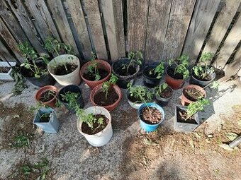 Planty paradajok