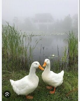 kacka pekinska [brojlerova]