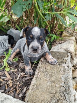 Australsky dobytkársky pes Cattle dog