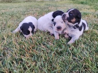 Australsky dobytkársky pes Cattle dog